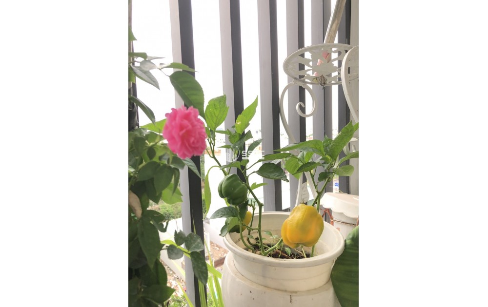 CĂN HỘ FELIZ EN VISTA CHO THUÊ, GIÁ 18 TRIỆU/THÁNG - 58 M2, 1 PHÒNG NGỦ, FULL NỘI THẤT CAO CẤP